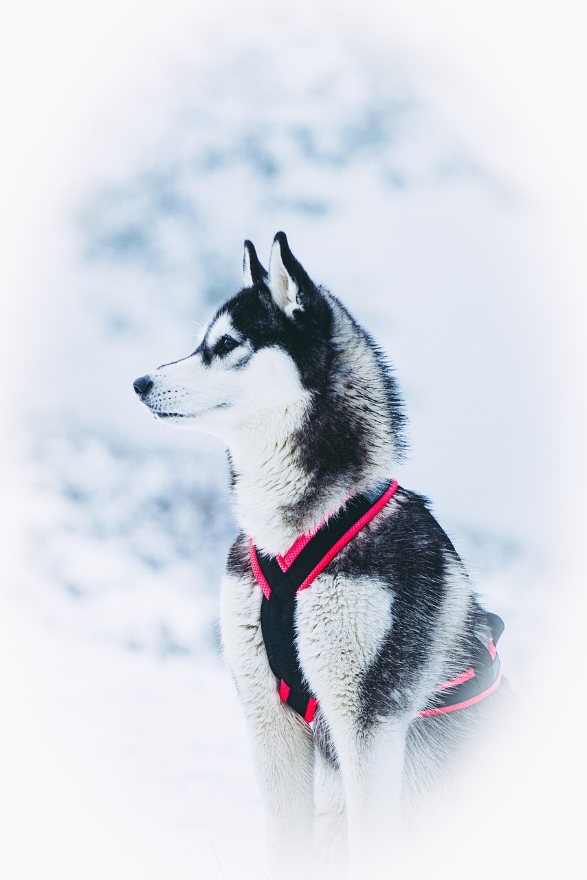 Chien de traîneau avançant dans un décor enneigé du Queyras.