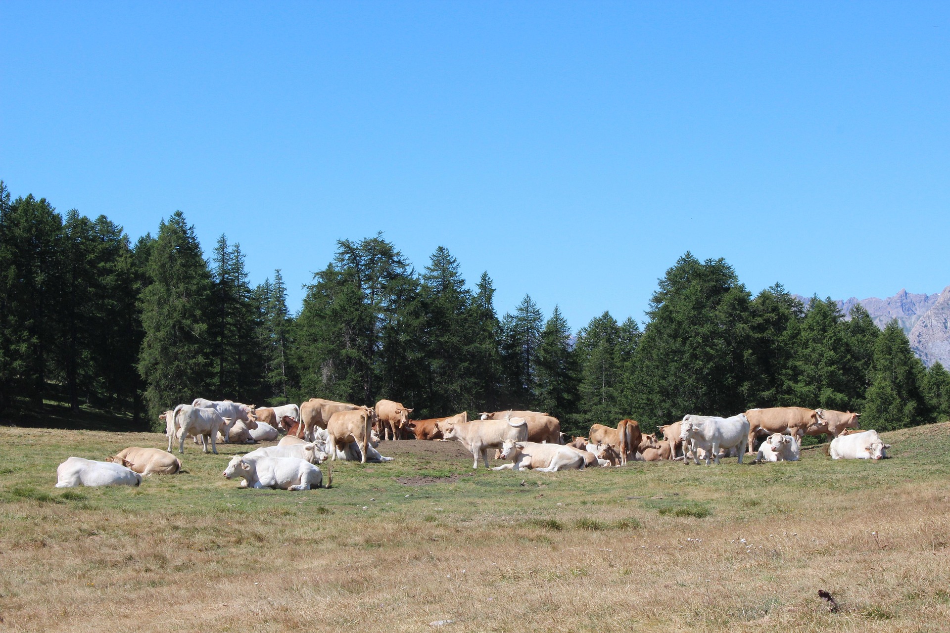 Troupeau de vaches en alpage avec for&ecirc;t alpine