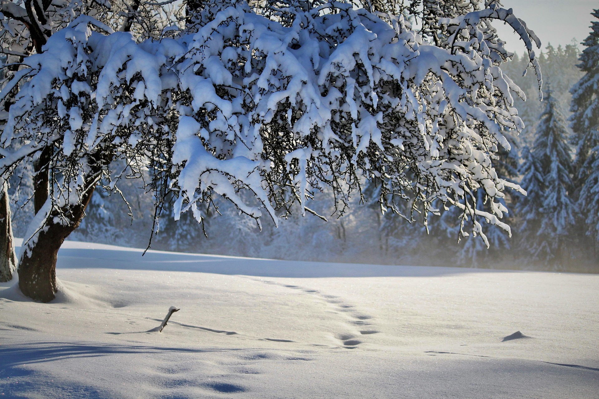 Paysage enneig&eacute; dans les Hautes-Alpes avec arbre recouvert de neige en hiver