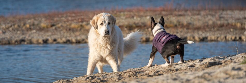 Patou prot&eacute;geant son troupeau face &agrave; un chien de randonn&eacute;e en montagne